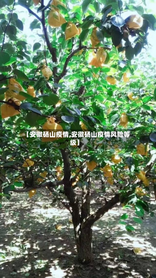 【安徽砀山疫情,安徽砀山疫情风险等级】