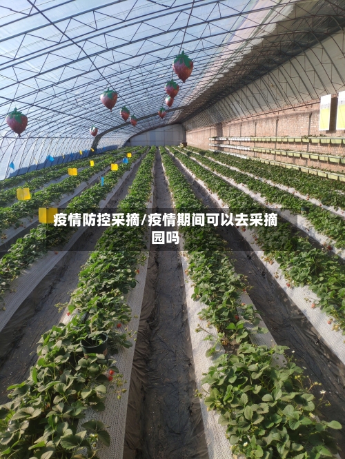 疫情防控采摘/疫情期间可以去采摘园吗-第3张图片