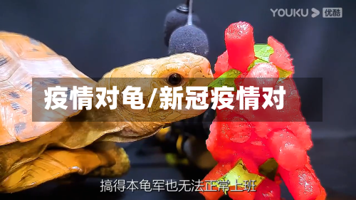 疫情对龟/新冠疫情对