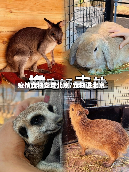疫情宠物安置北京/宠物进北京-第2张图片