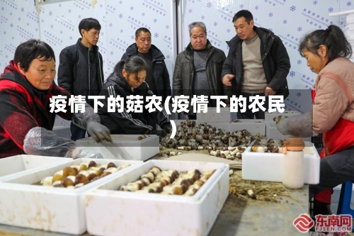 疫情下的菇农(疫情下的农民)