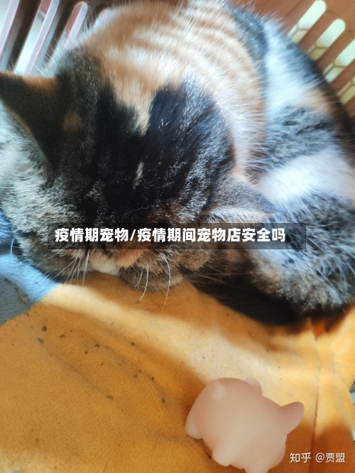 疫情期宠物/疫情期间宠物店安全吗