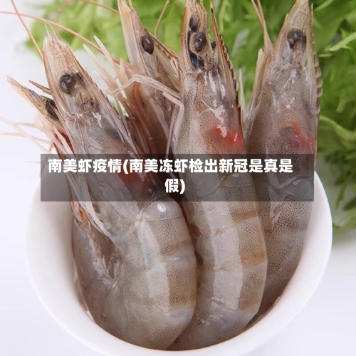 南美虾疫情(南美冻虾检出新冠是真是假)-第3张图片