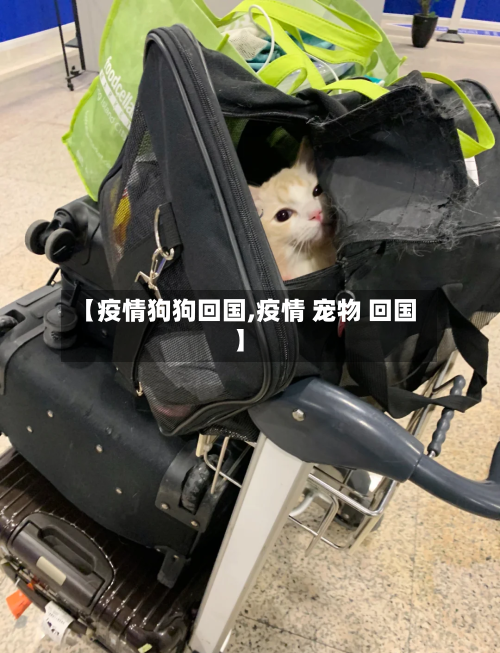 【疫情狗狗回国,疫情 宠物 回国】