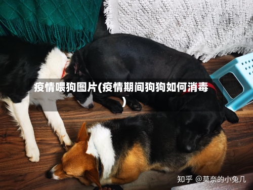 疫情喂狗图片(疫情期间狗狗如何消毒)