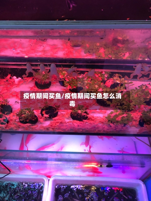 疫情期间买鱼/疫情期间买鱼怎么消毒