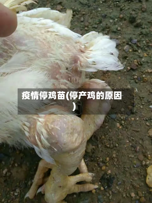 疫情停鸡苗(停产鸡的原因)