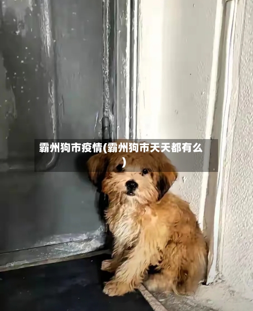 霸州狗市疫情(霸州狗市天天都有么)-第2张图片