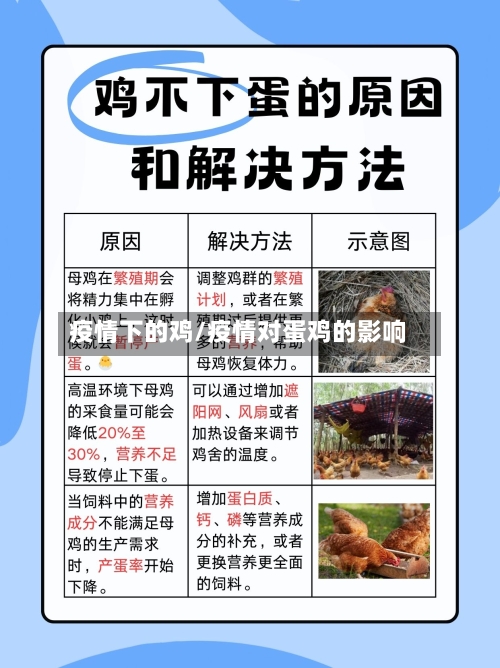 疫情下的鸡/疫情对蛋鸡的影响