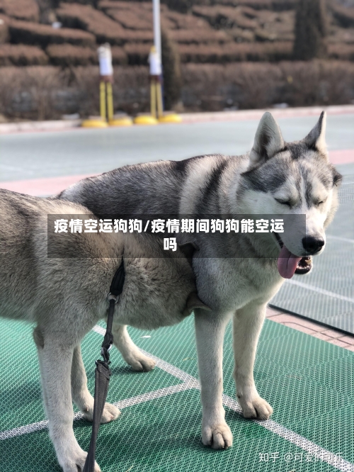 疫情空运狗狗/疫情期间狗狗能空运吗